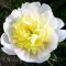 Bulbi Bujori Primavera (Paeonia) - Primavara