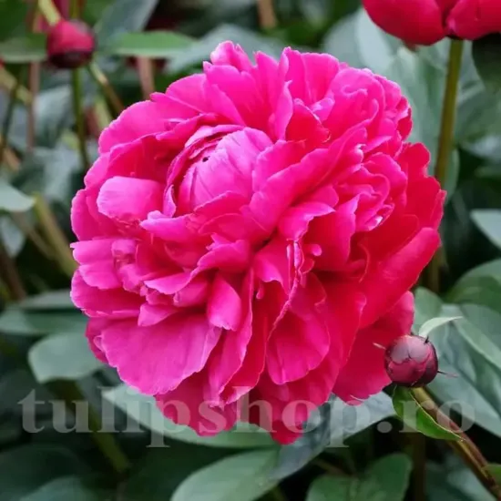 floare bujor red sarah bernhardt parfumat batut primavara