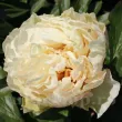 Bulbi Bujori Sunny Girl (Paeonia) - Primavara floare bujor sunny girl galbena batuta primavara 110x110