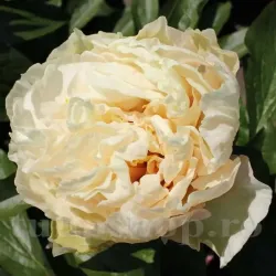 Bulbi Bujori Sunny Girl (Paeonia)