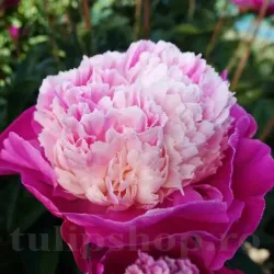 Bulbi Bujori Gay Paree (Paeonia)