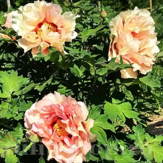 radacina bujor itoh berry garcia viguroasa primavara