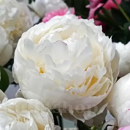 radacina bujor mary e nicholls viguroasa calitate 1