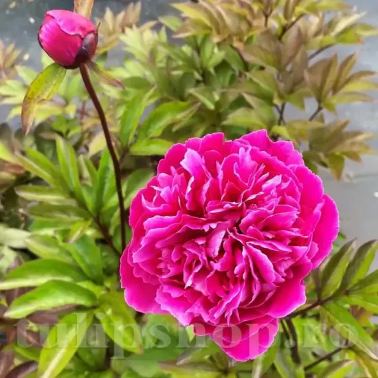 radacina bujor red sarah bernhardt viguroasa calitate 1