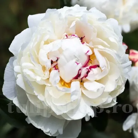 radacina bujor shirley temple viguroasa calitate 1