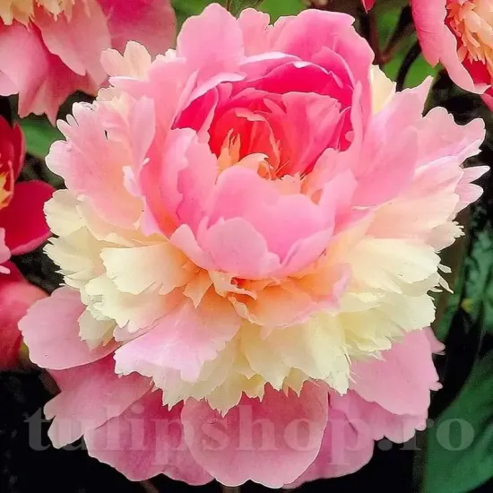 radacina bujor sorbet viguroasa calitate 1