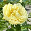 Bulbi Bujori Sunny Girl (Paeonia) - Primavara radacina bujor sunny girl viguroasa calitate 1 110x110