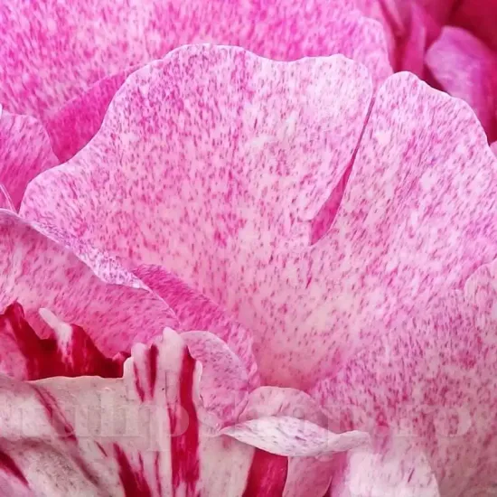 radacina bujor the fawn viguroasa calitate 1