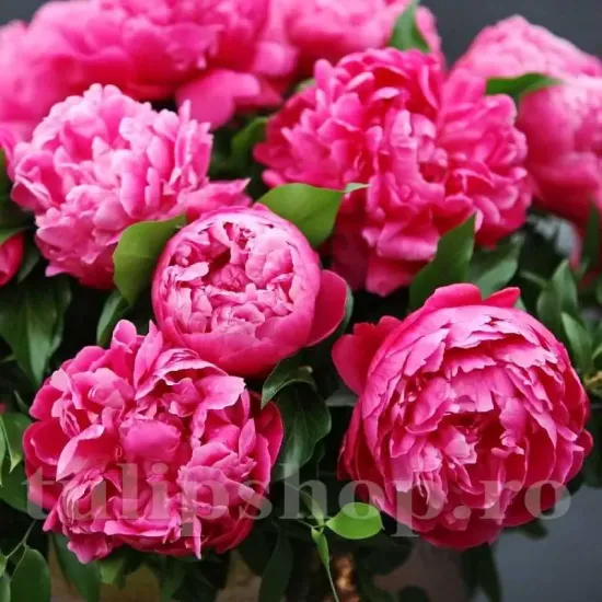 tufa bujor red sarah bernhardt inflorit gradina primavara