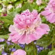 Bulbi Bujori Angel Cheeks (Paeonia) - Toamna bujor angels cheeks rizomi gradina toamna 110x110