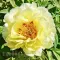 Bulbi Bujori High Noon (Paeonia)
