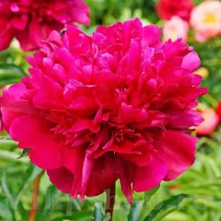 Bulbi Bujori Big Ben (Paeonia)