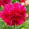 Bulbi Bujori Big Ben (Paeonia)