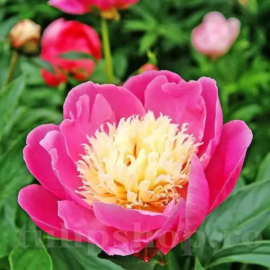 Bulbi Bujori Bowl of Beauty (Paeonia) bujor bowl of beauty rizomi plantare toamna