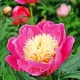 Bulbi Bujori Bowl of Beauty (Paeonia) bujor bowl of beauty rizomi plantare toamna