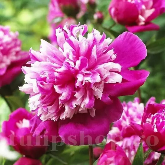 Bulbi Bujori Celebrity (Paeonia) bujor celebrity rizomi plantare toamna