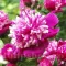 Bulbi Bujori Celebrity (Paeonia)