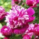 Bulbi Bujori Celebrity (Paeonia) bujor celebrity rizomi plantare toamna
