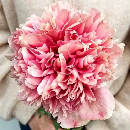 Bulbi Bujori Command Performance (Paeonia) bujor command performance rizomi gradina