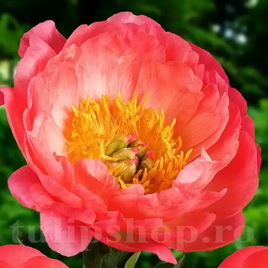 bujor coral sunset rizomi plantare toamna