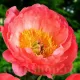 bujor coral sunset rizomi plantare toamna