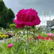 Bulbi Bujori Felix Crousse (Paeonia) - Toamna bujor felix crousse rizomi plantare toamna 110x110