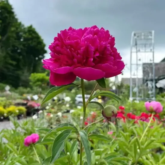 Bulbi Bujori Felix Crousse (Paeonia) - Toamna bujor felix crousse rizomi plantare toamna