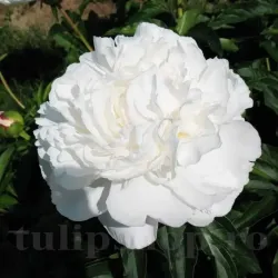 Bulbi Bujori Gardenia (Paeonia) Bulbi Bujori Gardenia (Paeonia)