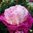 bujor gay paree rizomi plantare toamna 110x110