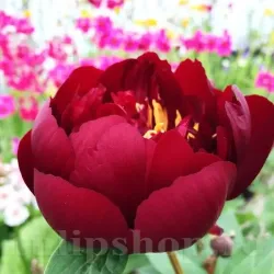 Bulbi Bujori Madame Gaudichau (Paeonia)