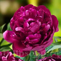 Bulbi Bujori Peter Brand (Paeonia)