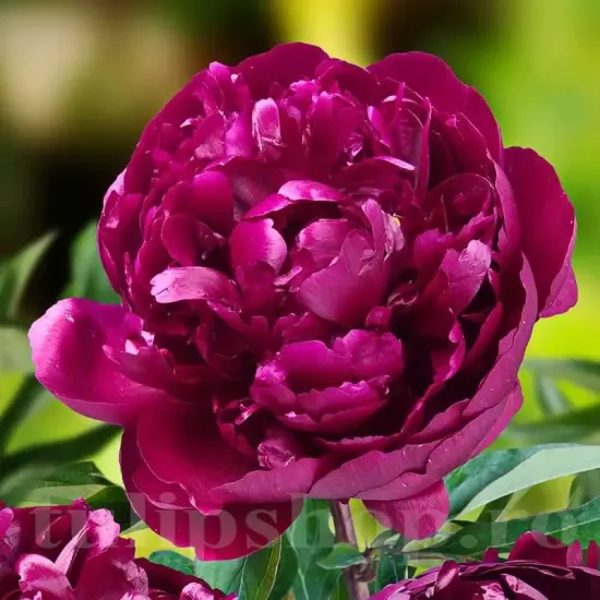 Bulbi Bujori Peter Brand (Paeonia) bujor peter brand rizomi plantare toamna
