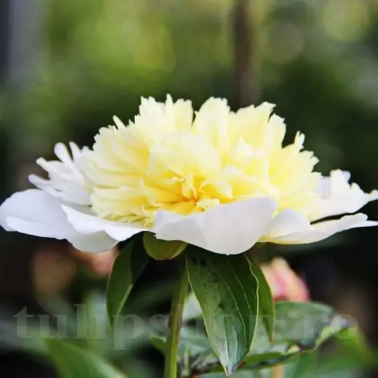 Bulbi Bujori Primavera (Paeonia) - Toamna bujor primavera rizomi plantare toamna