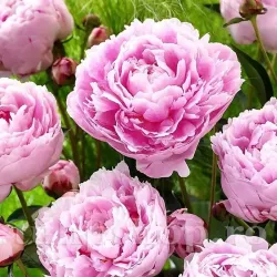 Bulbi Bujori Sarah Bernhardt (Paeonia)