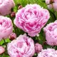 bujor sarah bernhardt rizomi plantare toamna