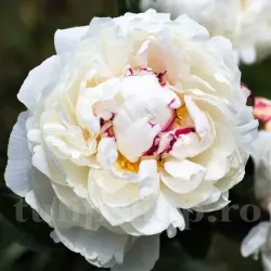 Bulbi Bujori Shirley Temple (Paeonia)