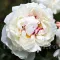 Bulbi Bujori Shirley Temple (Paeonia) - Toamna