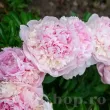 Bulbi Bujori Angel Cheeks (Paeonia) - Toamna floare bujor angels cheeks roz parfumat 110x110