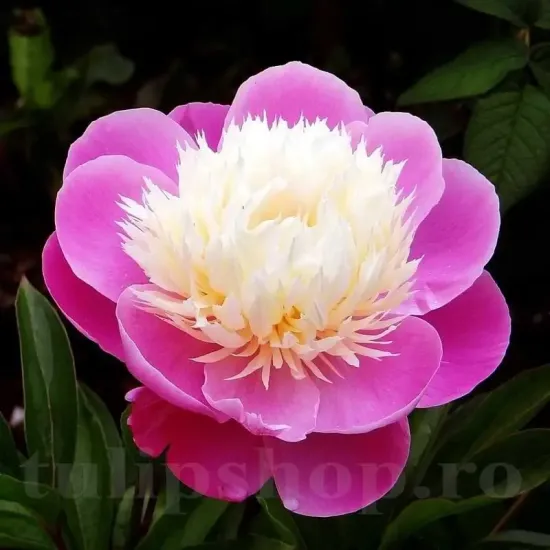Bulbi Bujori Bowl of Beauty (Paeonia) floare bujor bowl of beauty roz galben