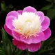 Bulbi Bujori Bowl of Beauty (Paeonia) floare bujor bowl of beauty roz galben
