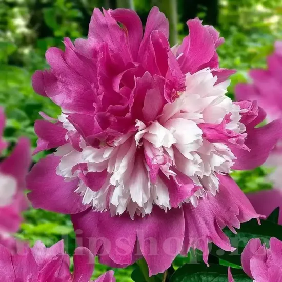 Bulbi Bujori Celebrity (Paeonia) floare bujor celebrity roz alb batut