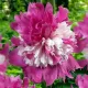 Bulbi Bujori Celebrity (Paeonia) floare bujor celebrity roz alb batut