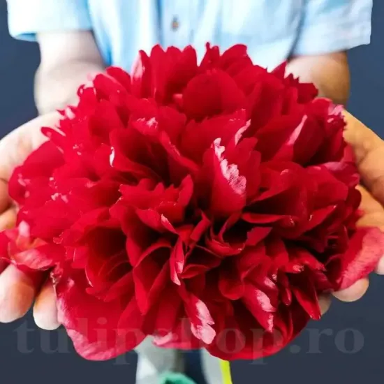 Bulbi Bujori Command Performance (Paeonia) floare bujor command performance rosu urias