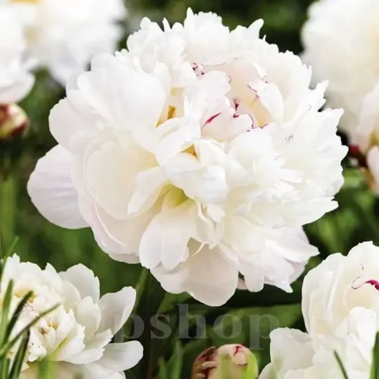 Bulbi Bujori Gardenia (Paeonia) floare bujor gardenia alb crem parfumat