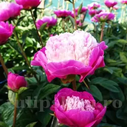 Bulbi Bujori Gay Paree (Paeonia) - Toamna Bulbi Bujori Gay Paree (Paeonia) - Toamna