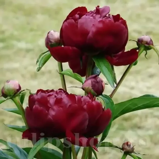 Bulbi Bujori Madame Gaudichau (Paeonia) floare bujor madame gaudichau rosu inchis