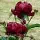 Bulbi Bujori Madame Gaudichau (Paeonia) floare bujor madame gaudichau rosu inchis