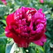 Bulbi Bujori Peter Brand (Paeonia) floare bujor peter brand rosu bordeaux 110x110