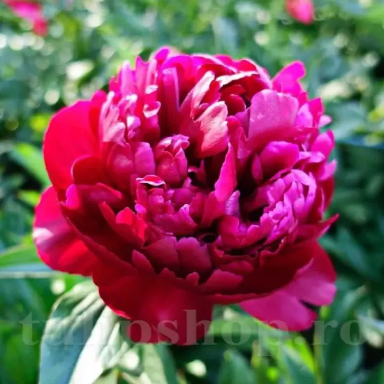 Bulbi Bujori Peter Brand (Paeonia) floare bujor peter brand rosu bordeaux