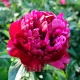 Bulbi Bujori Peter Brand (Paeonia) floare bujor peter brand rosu bordeaux
